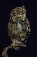 藏品(日本角鴞)的圖片